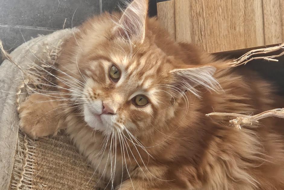 Alerte Disparition Chat  Mâle , 1 ans ROUBAIX France