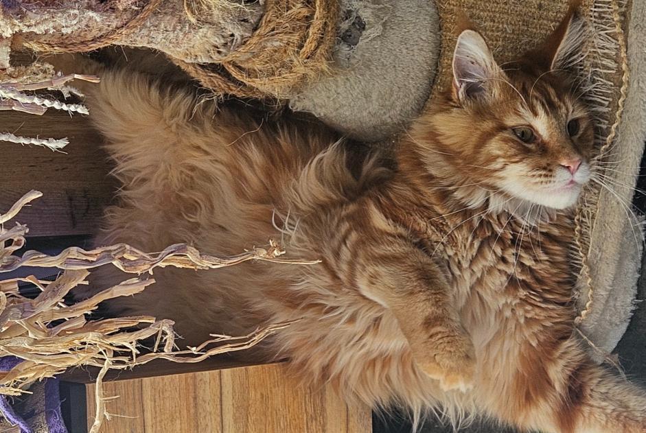 Alerte Disparition Chat  Mâle , 1 ans ROUBAIX France
