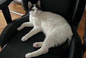 Alerte Disparition Chat Mâle , 1 ans Genève Suisse