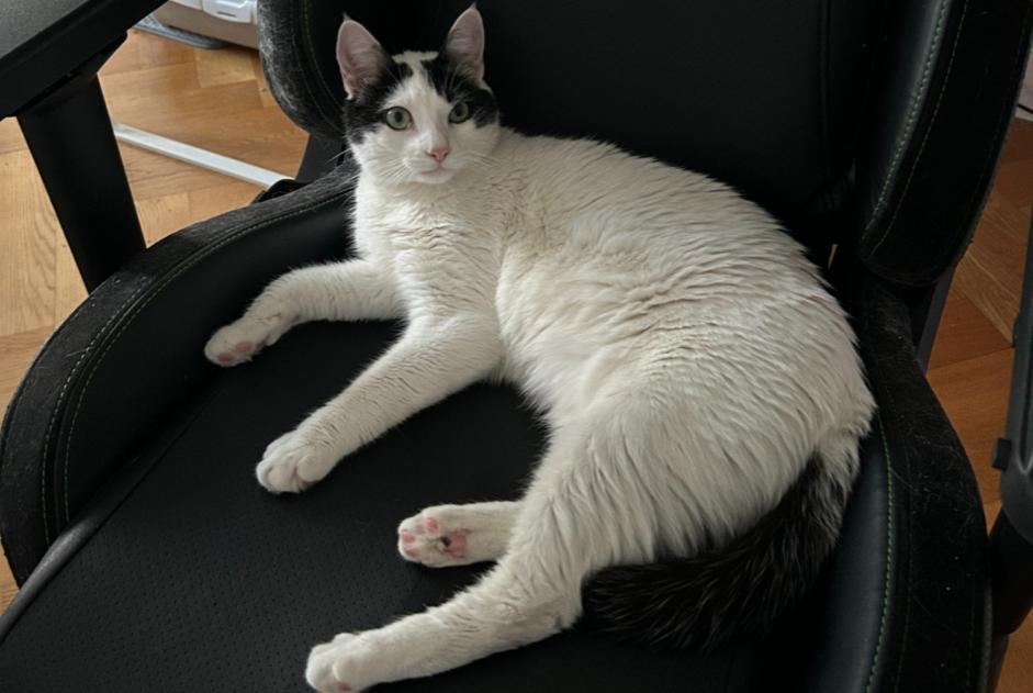 Alerte Disparition Chat Mâle , 1 ans Genève Suisse