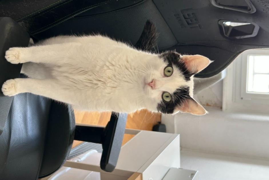 Alerte Disparition Chat Mâle , 1 ans Genève Suisse