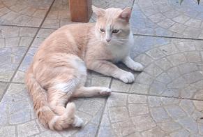 Alerte Découverte Chat croisement  Mâle Le Mans France