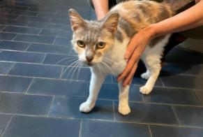 Alerte Découverte Chat  Femelle Bordères-sur-l'Échez France