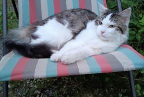 Alerte Disparition Chat croisement  Mâle , 2 ans Aix-les-Bains France