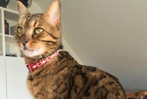Alerte Disparition Chat  Mâle , 10 ans Strasbourg France
