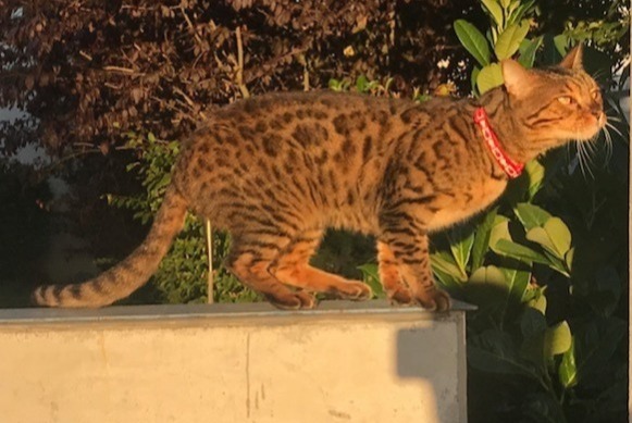 Alerte Disparition Chat  Mâle , 10 ans Strasbourg France