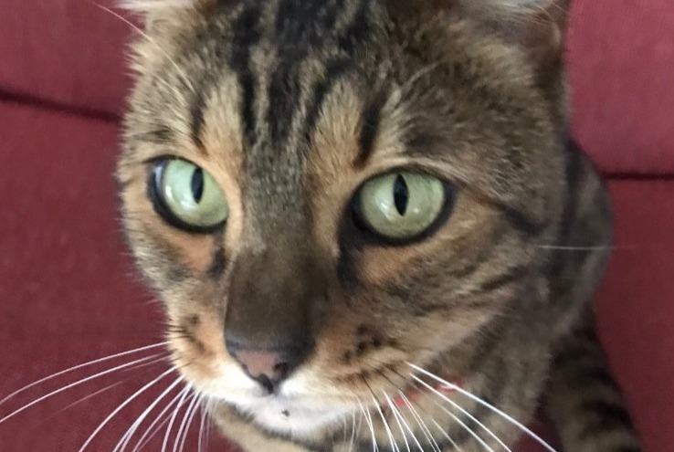 Alerte Disparition Chat  Mâle , 10 ans Strasbourg France