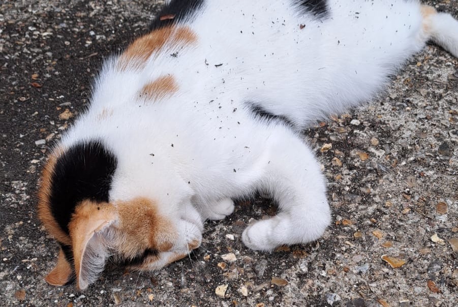 Alerte Découverte Chat Inconnu Pont-de-l'Arche France