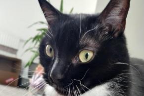 Alerte Disparition Chat Mâle , 10 ans Bouguenais France