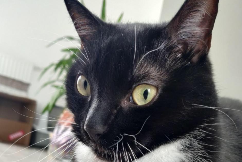 Alerte Disparition Chat Mâle , 10 ans Bouguenais France