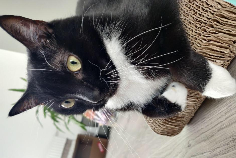 Alerte Disparition Chat Mâle , 10 ans Bouguenais France