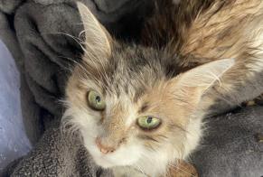 Alerte Découverte Chat Femelle Francheville France