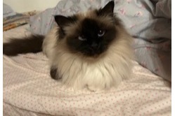 Alerte Disparition Chat  Femelle , 6 ans Vevey Suisse