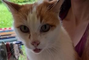 Alerte Découverte Chat Mâle , 7 ans Leytron Suisse