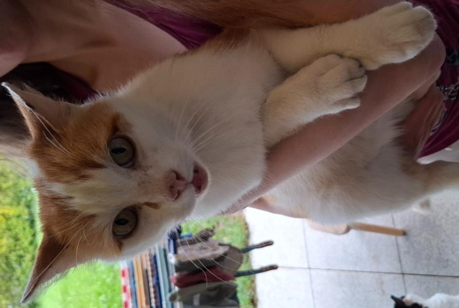 Alerte Découverte Chat Mâle , 7 ans Leytron Suisse