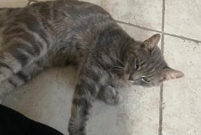 Alerte Découverte Chat Inconnu Bussigny Suisse