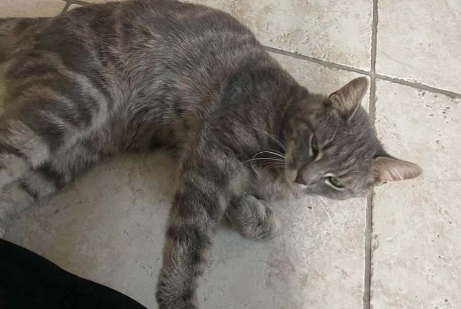 Alerte Découverte Chat Inconnu Bussigny Suisse