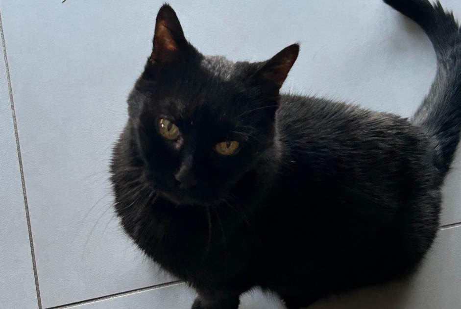 Alerte Disparition Chat Femelle , 16 ans Saint-Léonard Suisse