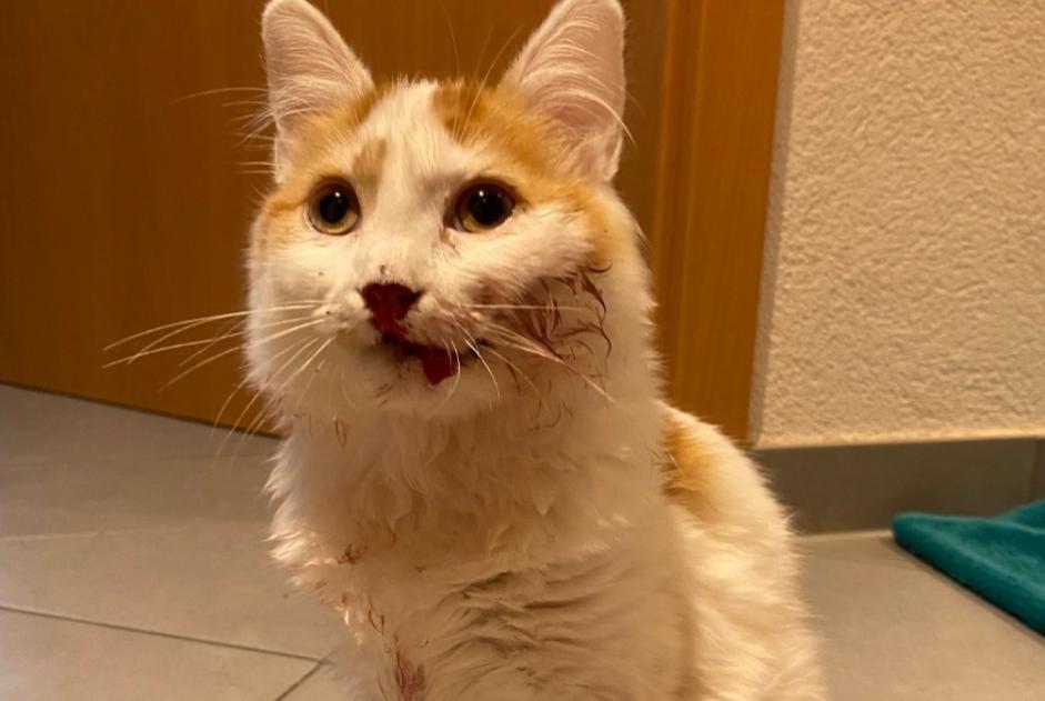 Alerte Découverte Chat Inconnu Sion Suisse
