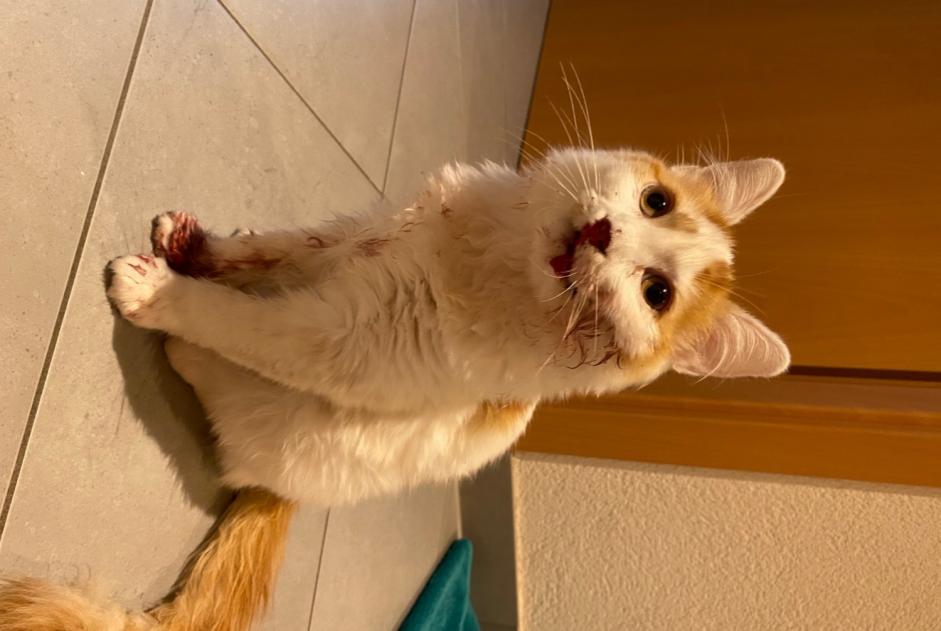 Alerte Découverte Chat Inconnu Sion Suisse