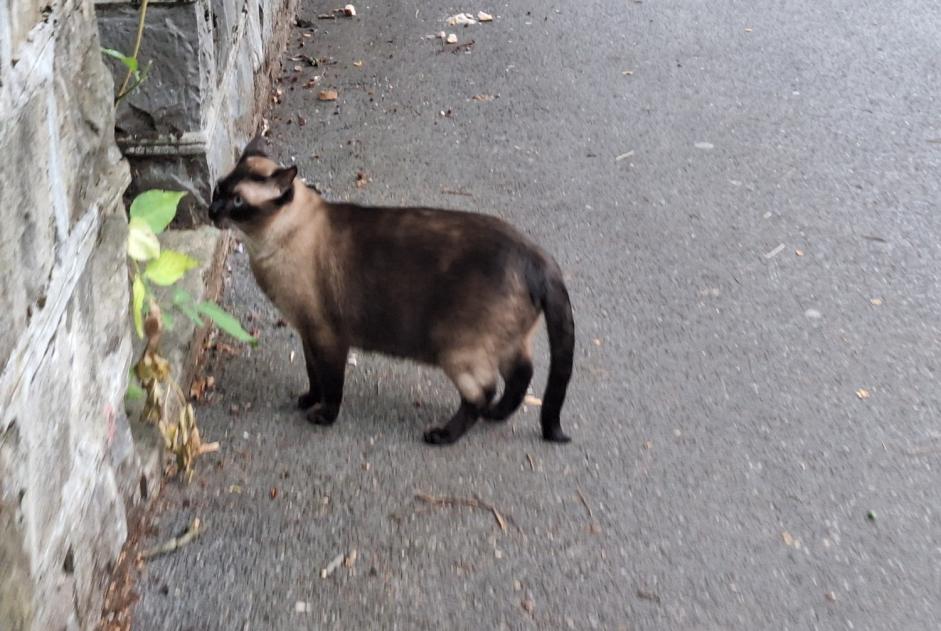 Alerte Découverte Chat  Inconnu Lausanne Suisse