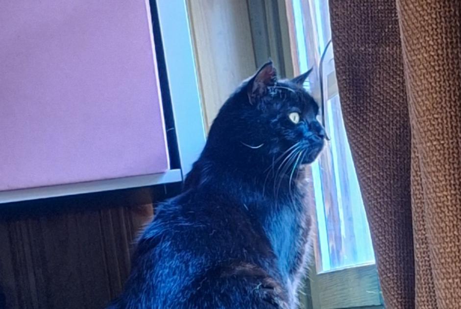 Alerte Disparition Chat Mâle , 6 ans Sion Suisse