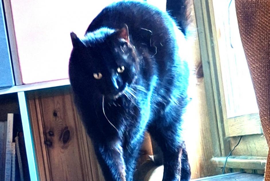 Alerte Disparition Chat Mâle , 6 ans Sion Suisse
