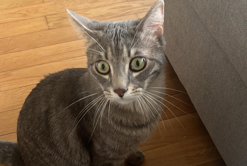 Alerte Disparition Chat Mâle , 1 ans Genève Suisse