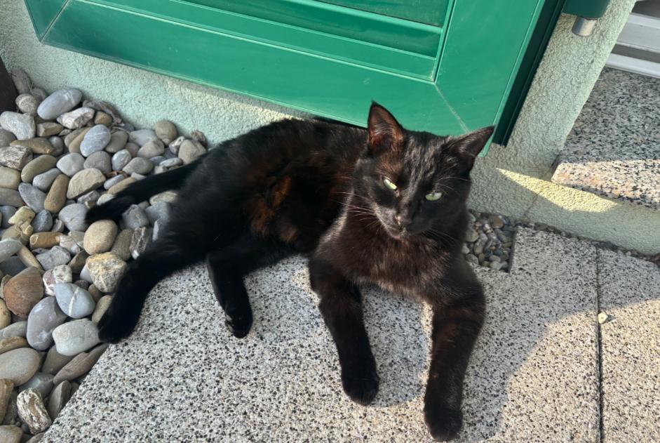 Alerte Disparition Chat Femelle , 2 ans Vuisternens-devant-Romont Suisse
