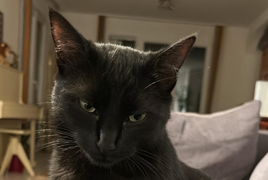 Alerte Disparition Chat Femelle , 2 ans Vuisternens-devant-Romont Suisse