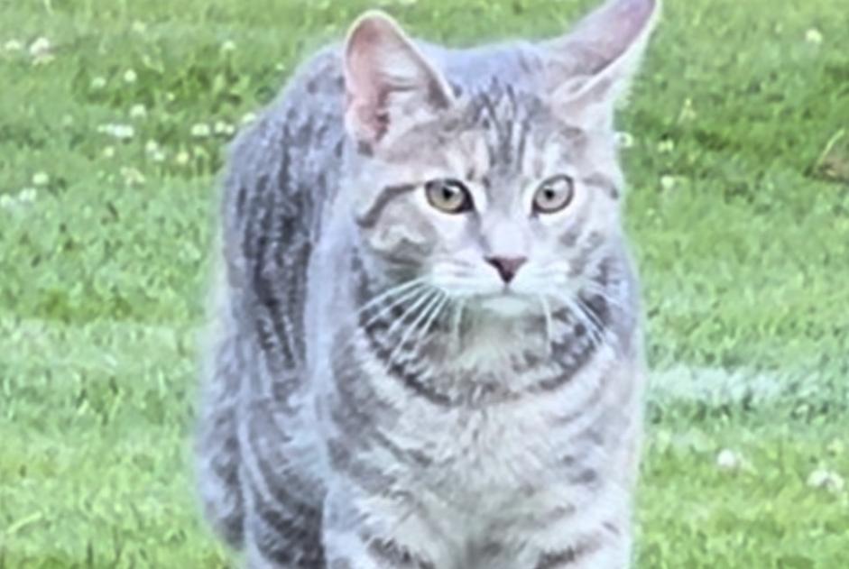 Avviso scomparsa Gatto Femmina , 1 anni Savigny Svizzera