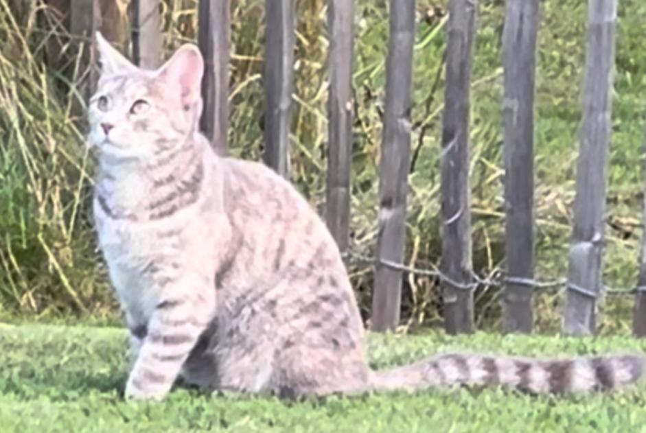 Avviso scomparsa Gatto Femmina , 1 anni Savigny Svizzera