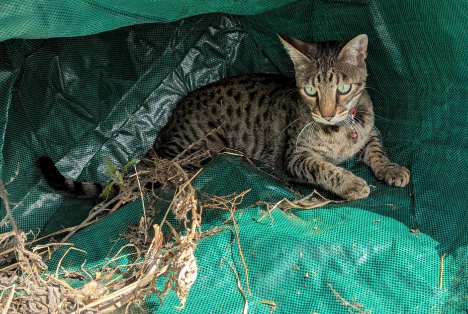 Avviso scomparsa Gatto  Maschio , 2 anni Niouc Svizzera