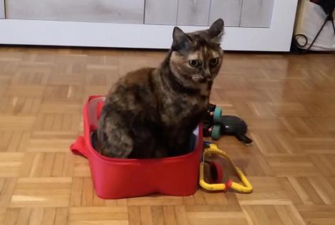Avviso scomparsa Gatto  Femmina , 3 anni Neuchâtel Svizzera