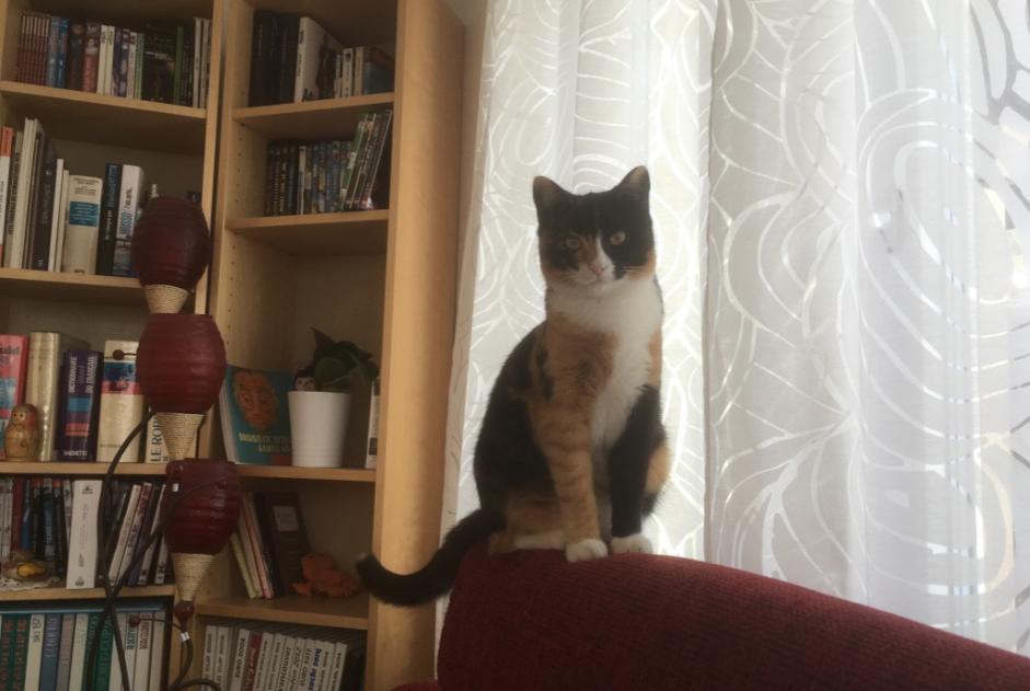 Avviso scomparsa Gatto Femmina , 9 anni Courchavon Svizzera