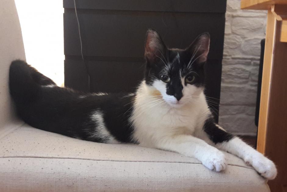 Avviso scomparsa Gatto  Femmina , 4 anni Eysins Svizzera