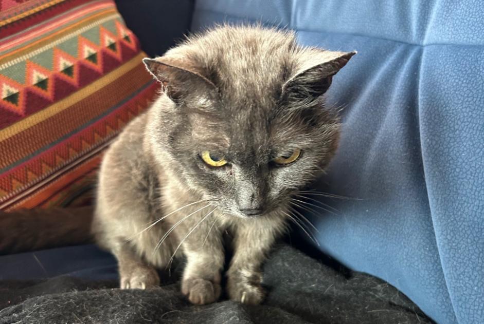 Avviso scomparsa Gatto Femmina , 20 anni Châtel-Saint-Denis Svizzera