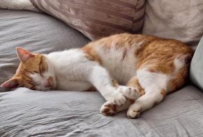 Avviso scomparsa Gatto incrocio di razze  Maschio , 5 anni Val-de-Ruz Svizzera