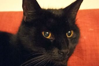Avviso scomparsa Gatto  Maschio , 15 anni Riedtwil Svizzera