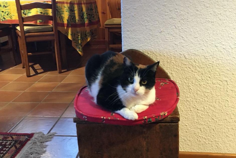 Avviso scomparsa Gatto Femmina , 12 anni Morges Svizzera