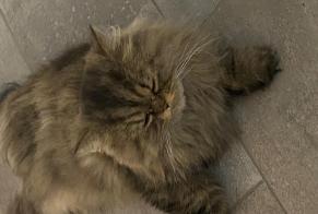 Avviso scomparsa Gatto  Maschio , 5 anni Bienne Svizzera