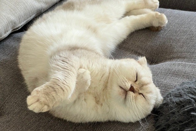 Avviso scomparsa Gatto  Maschio , 6 anni Prangins Svizzera