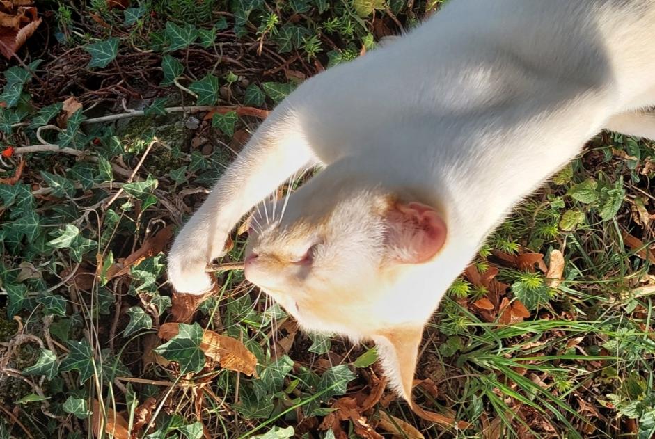 Avviso scomparsa Gatto incrocio di razze  Maschio , 3 anni Puidoux Svizzera