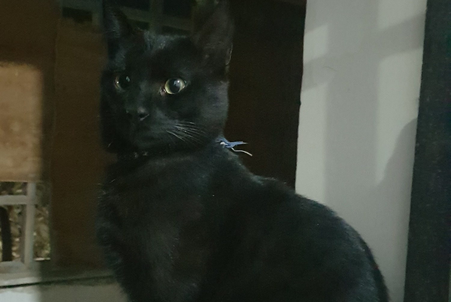 Avviso scomparsa Gatto Maschio , 4 anni Grandson Svizzera