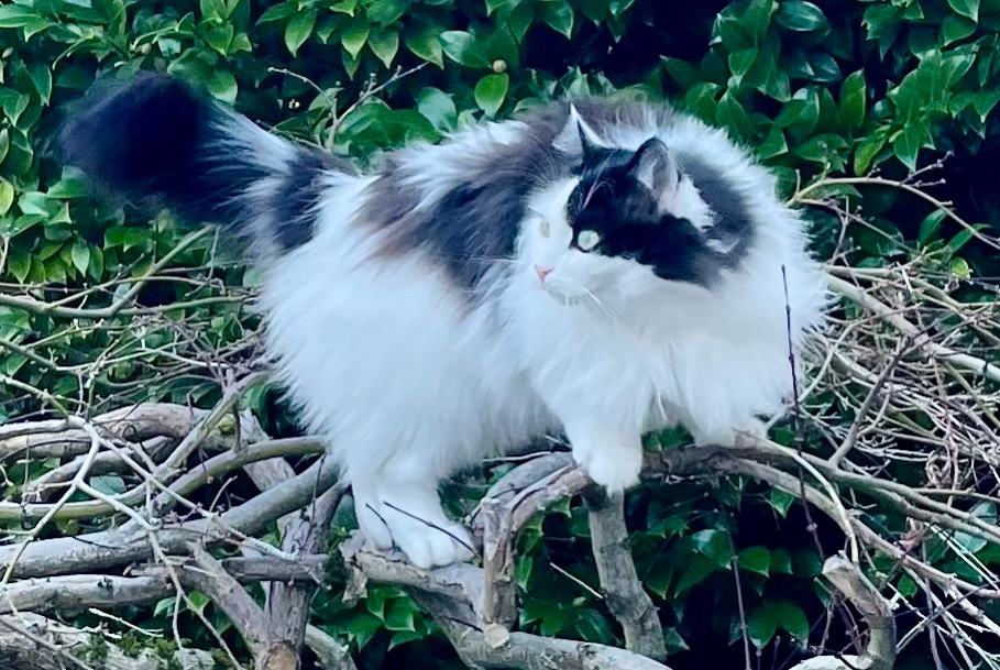 Avviso scomparsa Gatto incrocio di razze  Femmina , 8 anni Lutry Svizzera