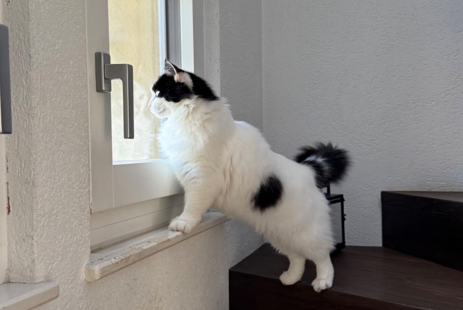 Avviso scomparsa Gatto incrocio di razze  Femmina , 8 anni Lutry Svizzera