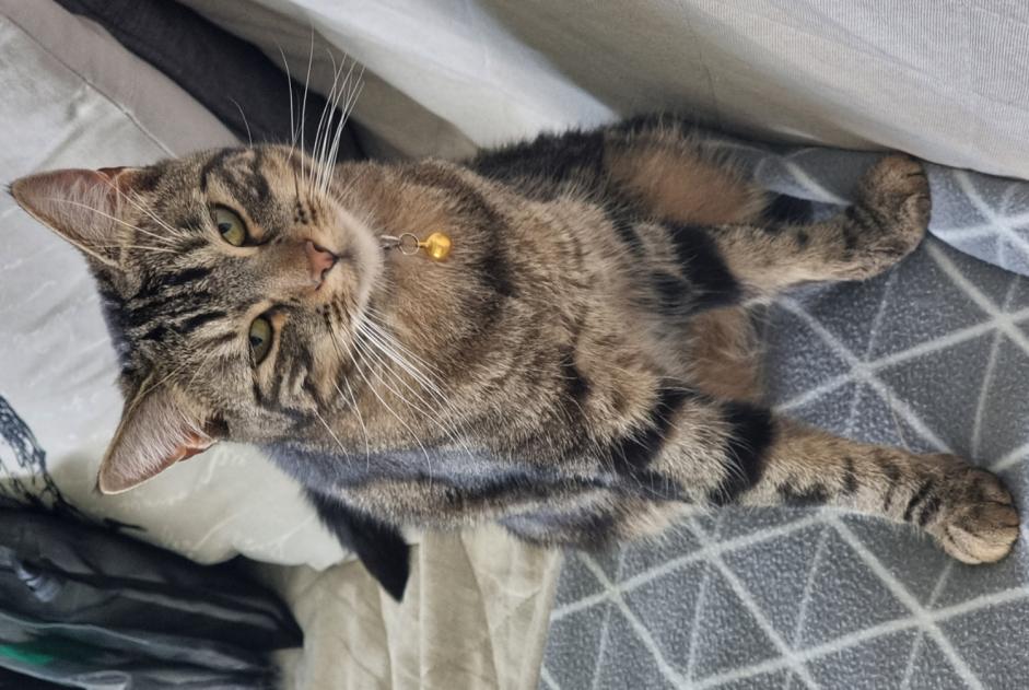 Avviso scomparsa Gatto incrocio di razze  Femmina , 2 anni Cugy Svizzera