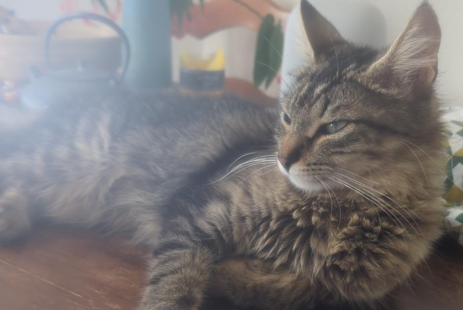 Avviso scomparsa Gatto  Femmina , 1 anni Gibloux Svizzera