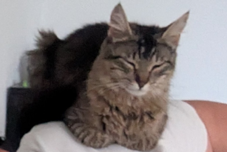 Avviso scomparsa Gatto  Femmina , 1 anni Gibloux Svizzera