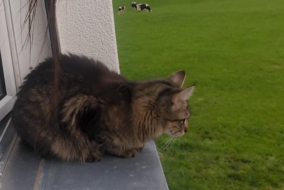 Avviso scomparsa Gatto  Femmina , 1 anni Gibloux Svizzera